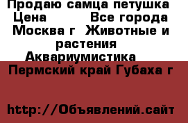 Продаю самца петушка › Цена ­ 700 - Все города, Москва г. Животные и растения » Аквариумистика   . Пермский край,Губаха г.